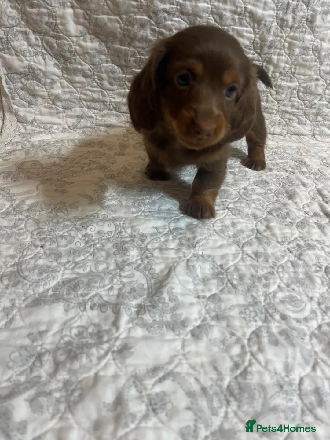 Miniature Dachshund dogs for sale: 🤩 2 stunning miniature dachshund 🤩 - Advert 4