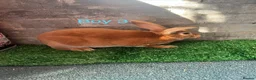 Rex rabbits for sale: Rex rabbit bunny’s  in Romney Marsh - Advert 5