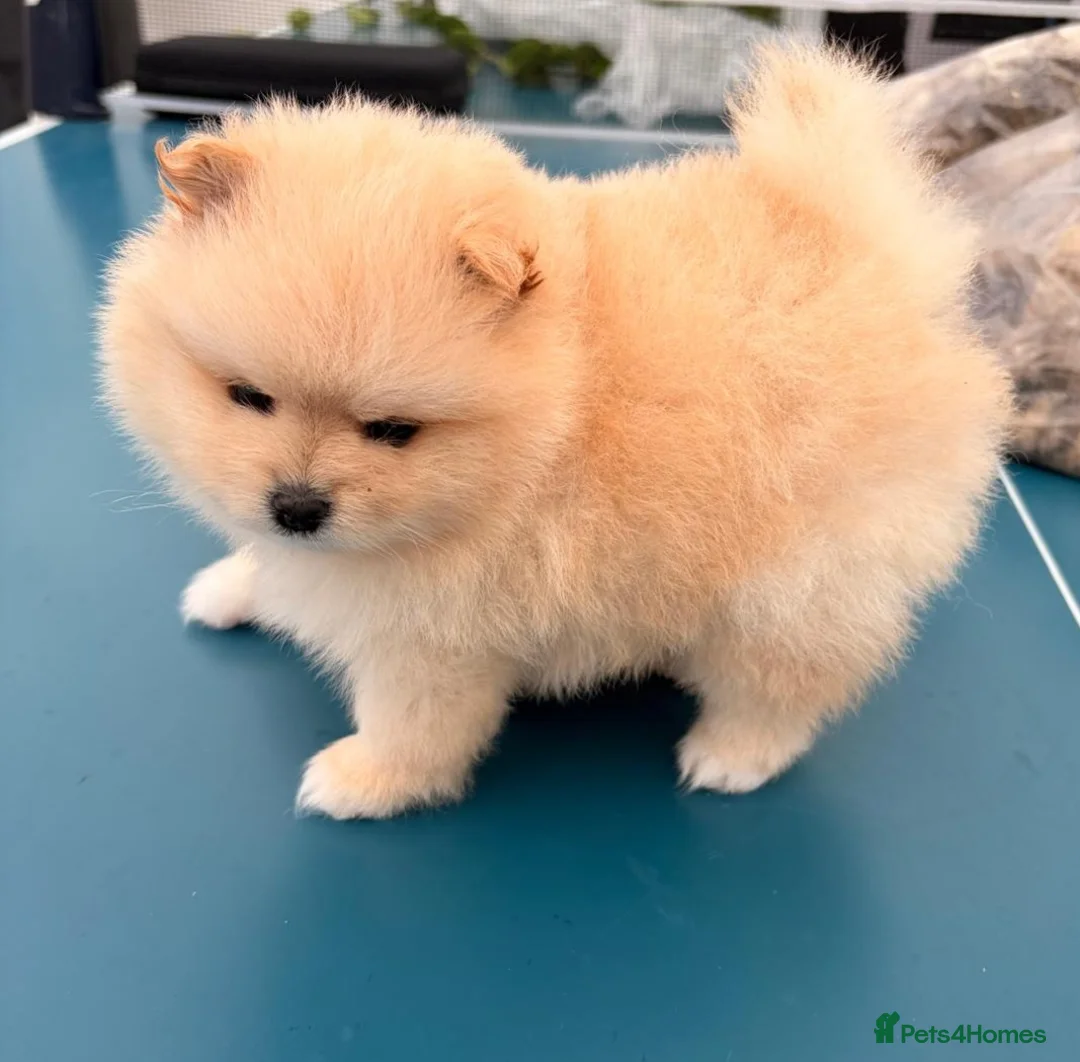 Pomeranian dogs for sale: Stunning cream Teddy purebreed Russian/Ukrainian🌟 - Advert 3