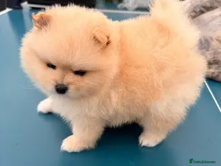 Pomeranian dogs Stunning cream Teddy purebreed Russian/Ukrainian🌟 - Advert 6