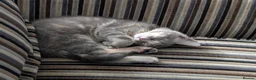 Mixed Breed cats for sale: Beautiful mixed breed female kittens in Livingston - Advert 7