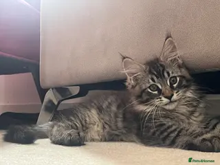 Maine Coon cats Maine coon kittens for sale - Advert 1