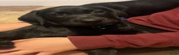 Labrador Retriever dogs for sale: Stunning Pedigree Black Labrador Puppies - Advert 4