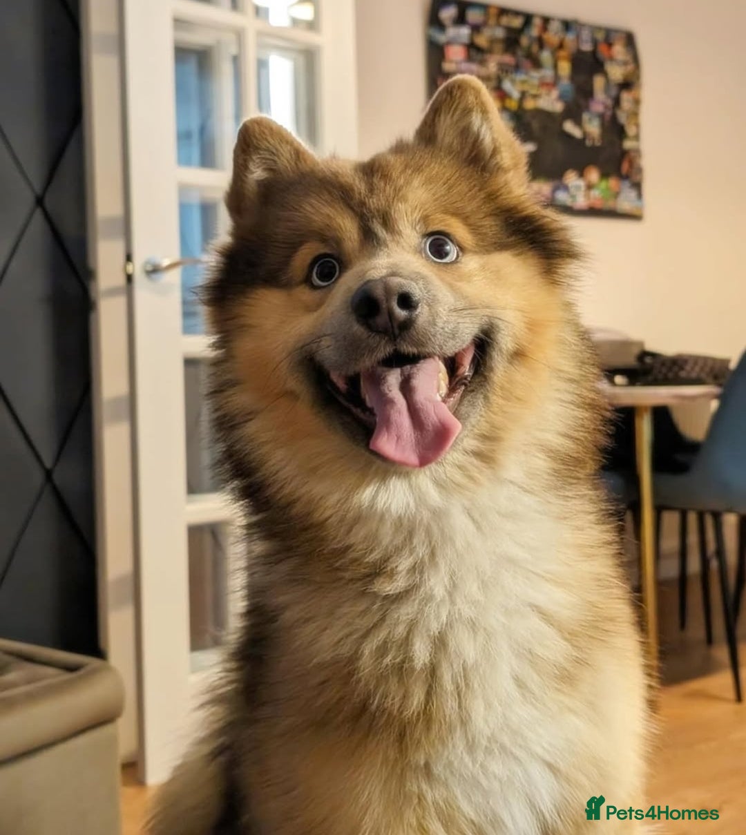 Pomsky dogs for stud: Gorgeous F2 Pomsky for stud - Image 7