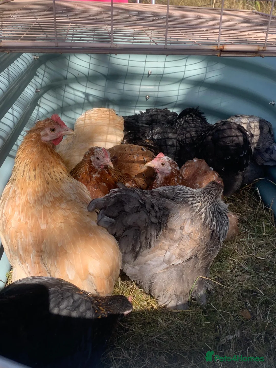 Chickens poultry for sale: 11 Rescued Chickens For Sale in Gloucester - Advert 1
