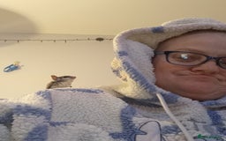 Sugar Glider rodents for sale: Sugar glider 1 boy one girl  - Image 5