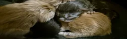 Maine Coon cats for sale: Maine coon  xxx - Advert 9