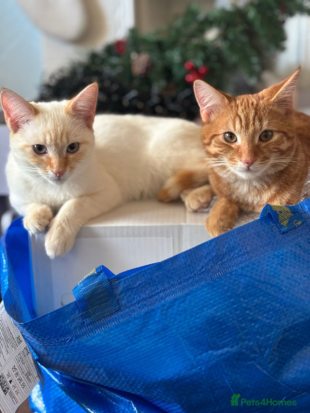 RagaMuffin cats for sale: Ragamuffin & Siamese tabby mixed kittens - Advert 5