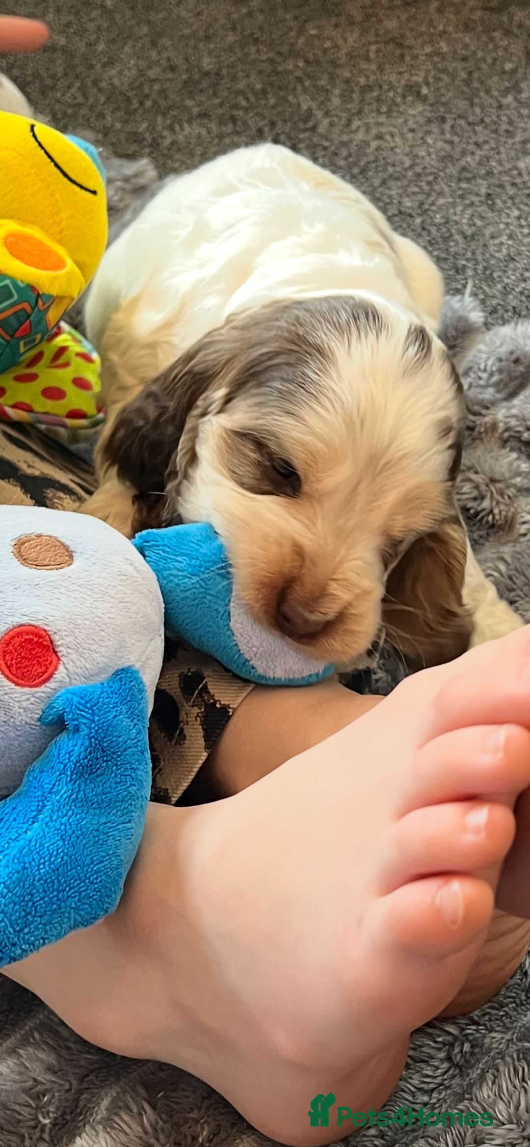 Cocker Spaniel dogs for sale: True show cocker spaniel pups  - Image 26