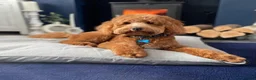 Mixed Breed dogs for sale: Outstanding litter of double doodles  - Advert 15