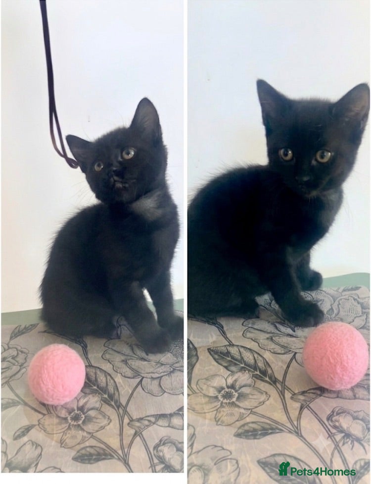Mixed Breed cats Adorable 8 WO Kittens Looking for Loving Homes - Advert 1