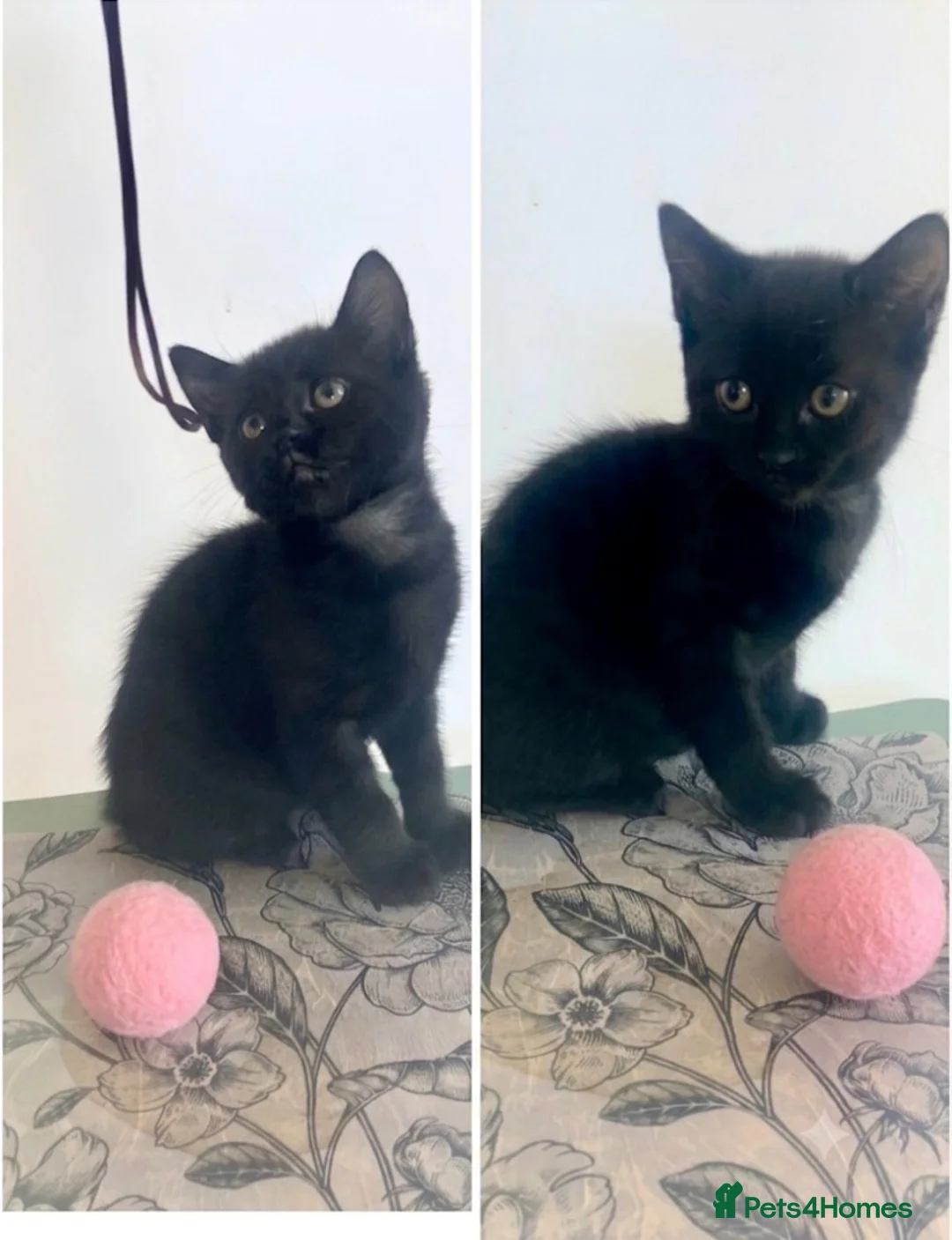 Mixed Breed cats for sale: Adorable 8 WO Kittens Looking for Loving Homes - Advert 1