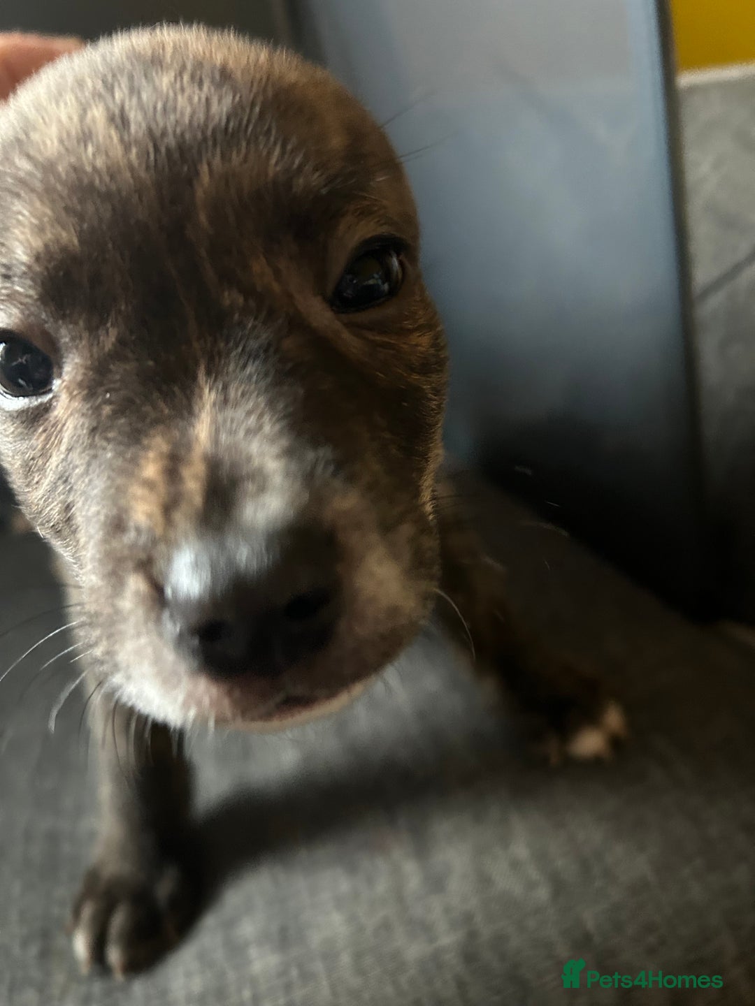 Mixed Breed dogs for sale: Staff plus Staff Jack Puppies  - Advert 12