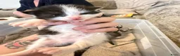 Mixed Breed cats for sale: 3 lovely chunky boys for sale  - Advert 5