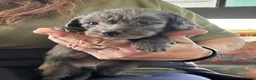 Doxiepoo dogs for sale: Stunning dachshund/poodle pups - Advert 10