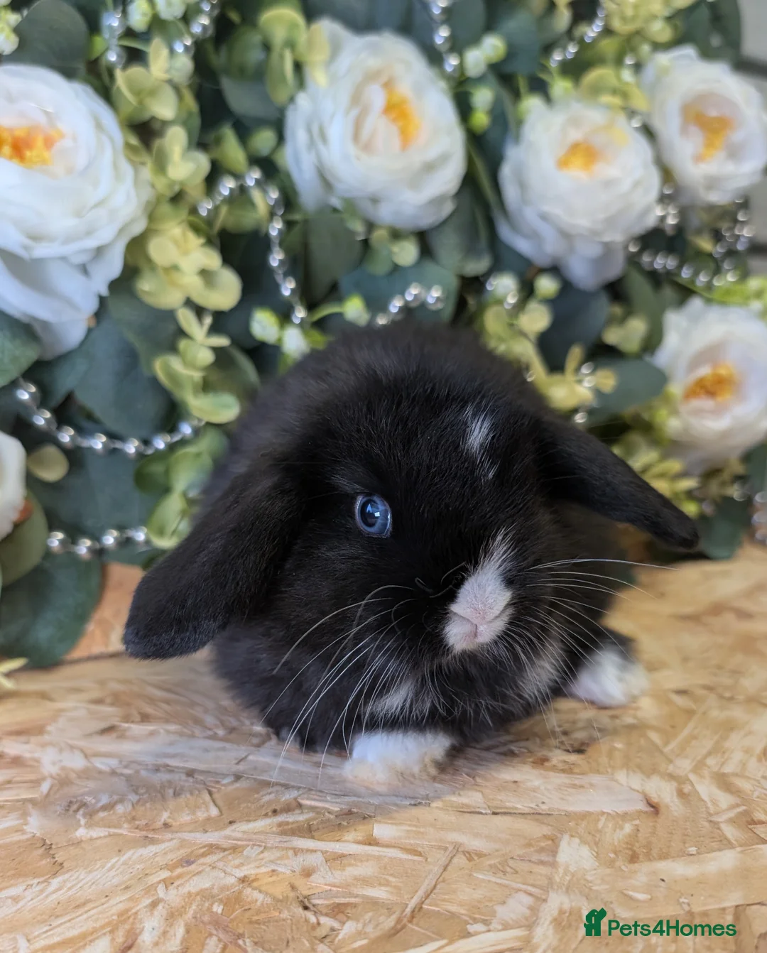 Mini Lop rabbits for sale: ❤️mini lop babies ❤️  - Advert 2