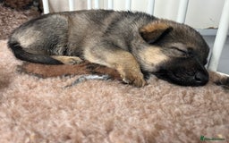 German Shepherd dogs for sale: Chunky GSD puppies from health tested parents  - Image 7