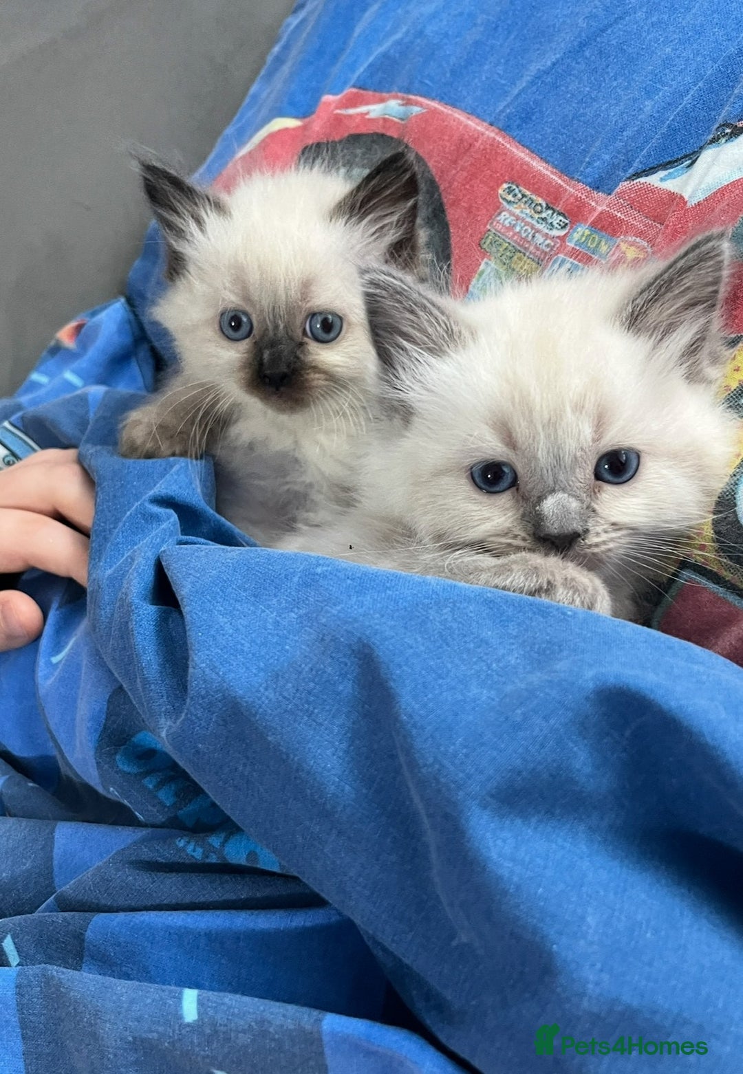 Ragdoll cats for sale: Blue eyed Ragdoll Kittens  - Advert 2