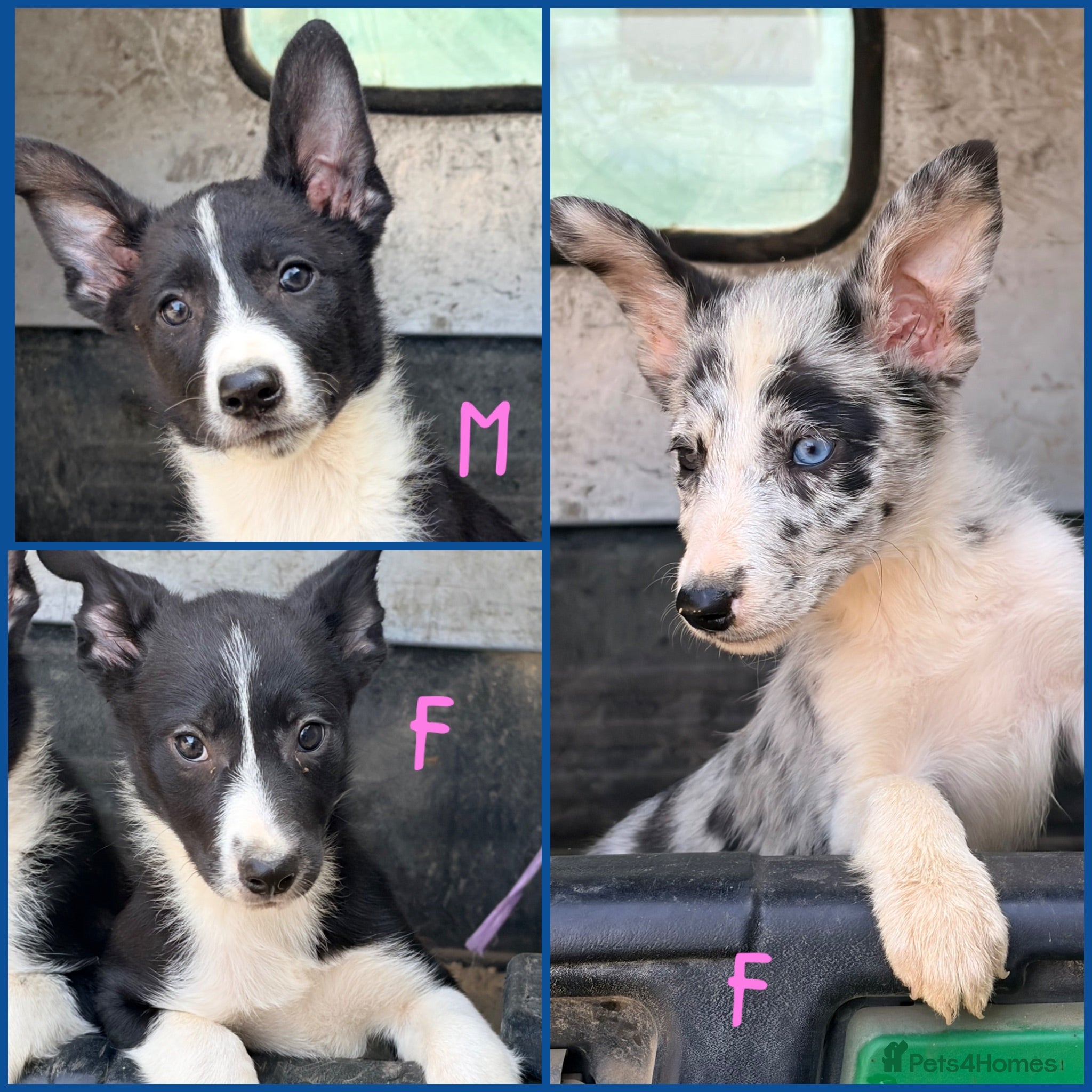 Border Collie dogs  4 beautiful border collie pups  - Advert 1