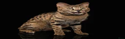 Savannah cats for sale: Stunning F1 Savannah Cat - Advert 3