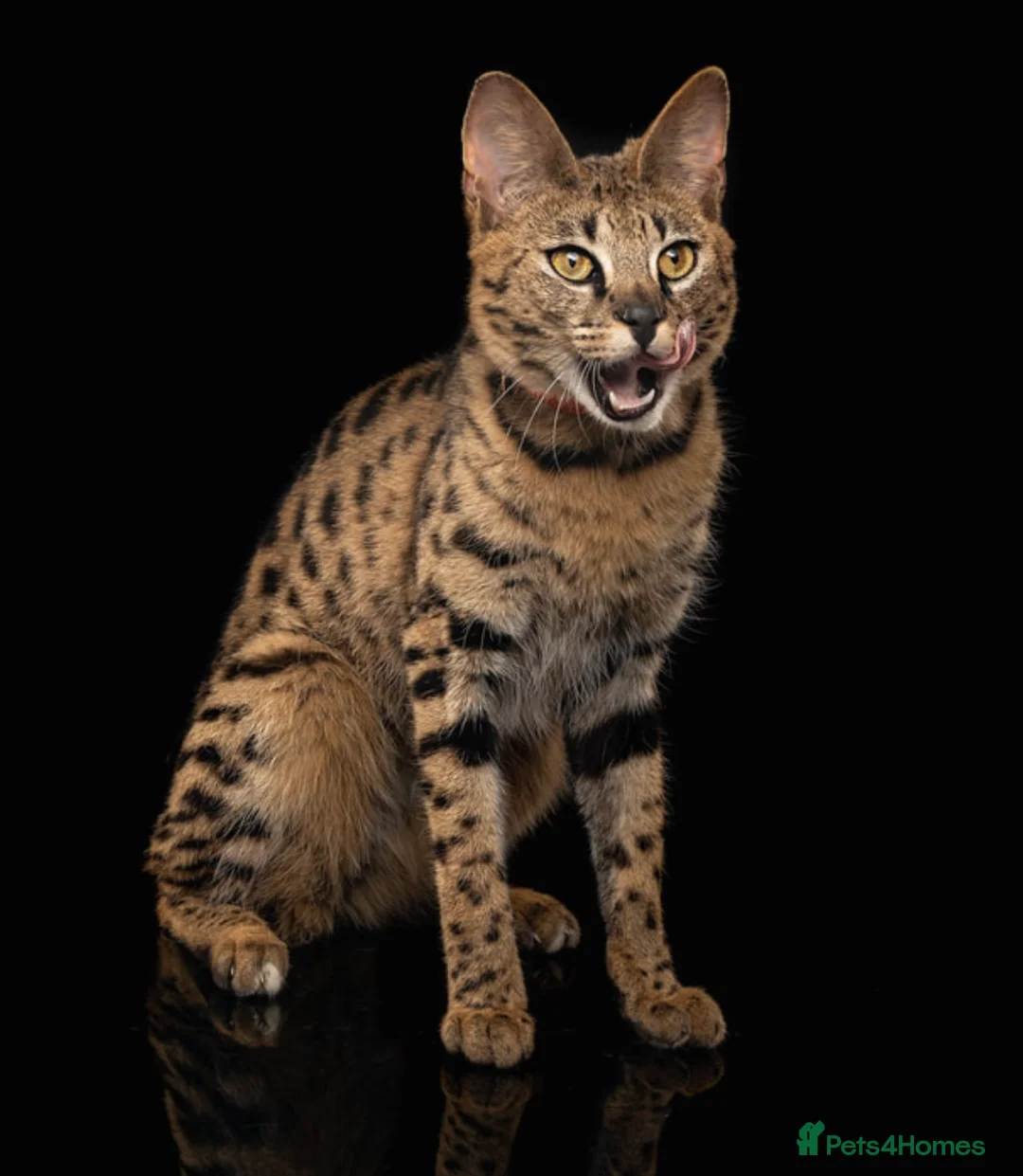 Savannah cats for sale: Stunning F1 Savannah Cat - Advert 3