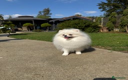 Pomeranian dogs for sale: Well house trained White Pomeranian Girl - Image 8