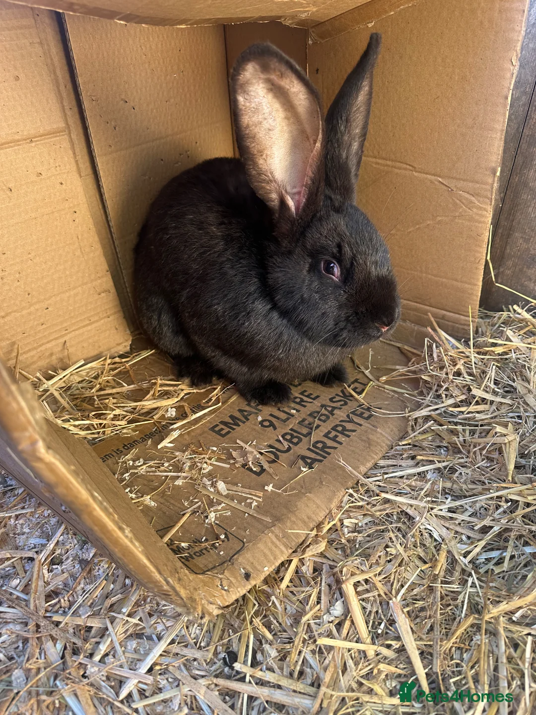 Continental Giant rabbits for sale: Continental Giant rabbit in Stanley - Advert 2
