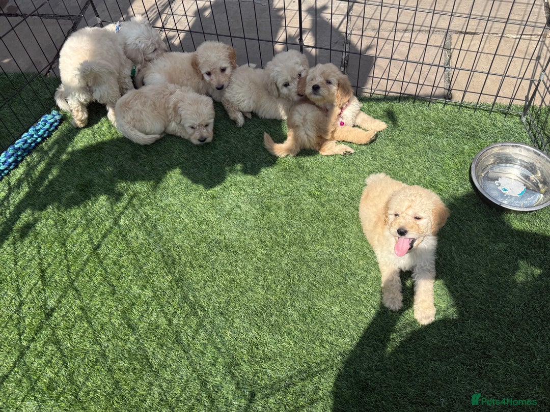 Goldendoodle dogs for sale: F1B GOLDENDOODLE PUPPIES 2 BOYS AVAILABLE  in Farnham - Image 16