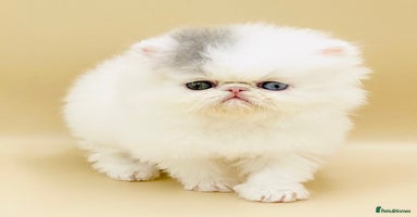Persian cats - Advert 8