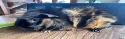 Guinea Pig rodents for sale: Abyssinian Neutered male Guinea pig   in Hereford - Advert 4