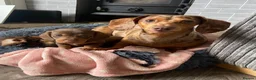 Dachshund dogs for sale: Very small miniature dachshund girl - Advert 13