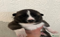 Akita dogs for sale: Akita Puppies for Sale - Advert 19