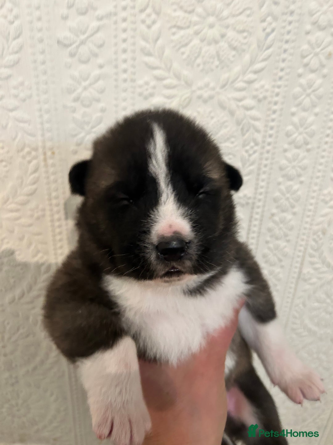 Akita dogs for sale: Akita Puppies for Sale - Advert 19