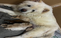 Chow Chow dogs for sale: Chow chow Puppies  - Image 1