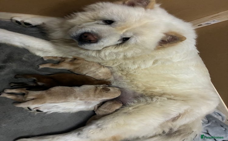 Chow Chow dogs - Advert 1