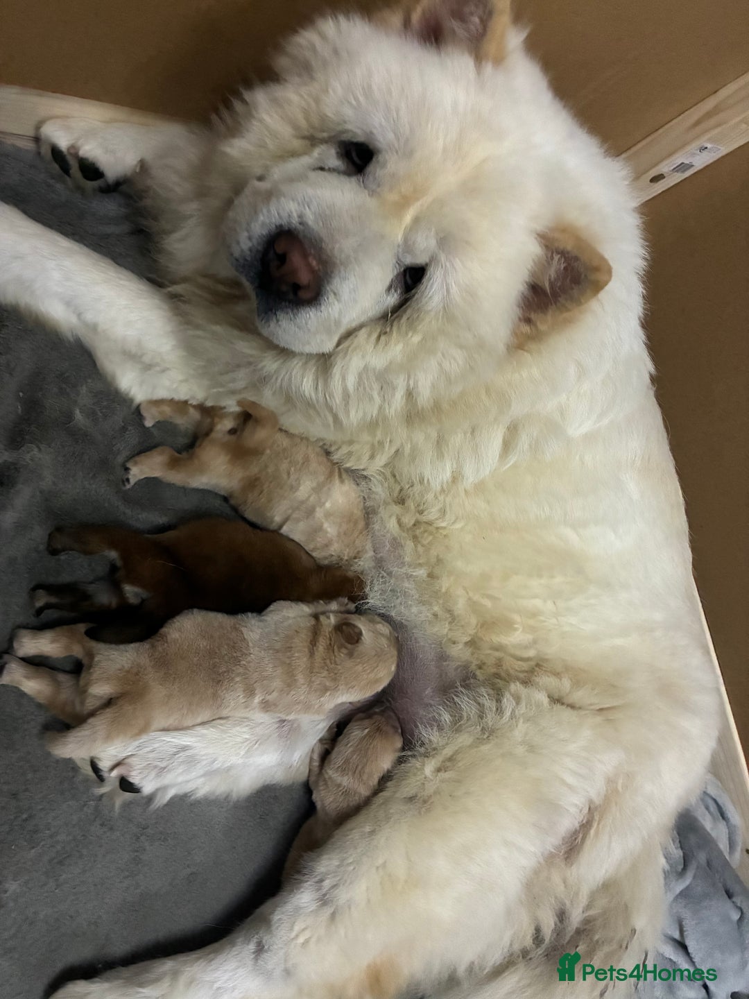 Chow Chow dogs for sale: Chow chow Puppies  - Image 1