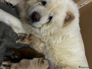 Chow Chow dogs for sale - Advert 1