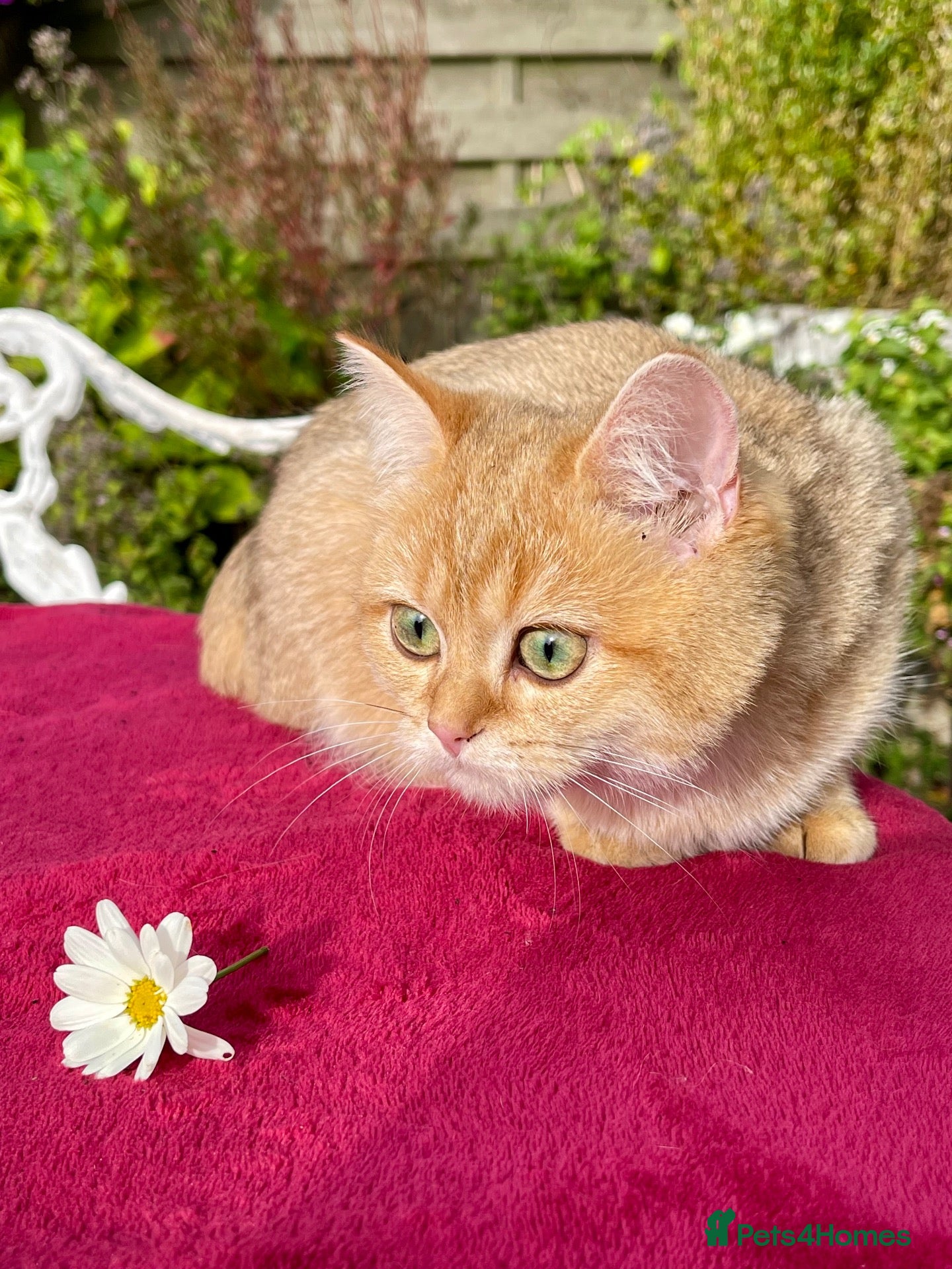 British Shorthair cats for sale: Blue Golden Golden CPT & Silver Tipped - Advert 16