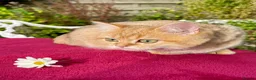 British Shorthair cats for sale: Blue Golden Golden CPT & Silver Tipped - Advert 11