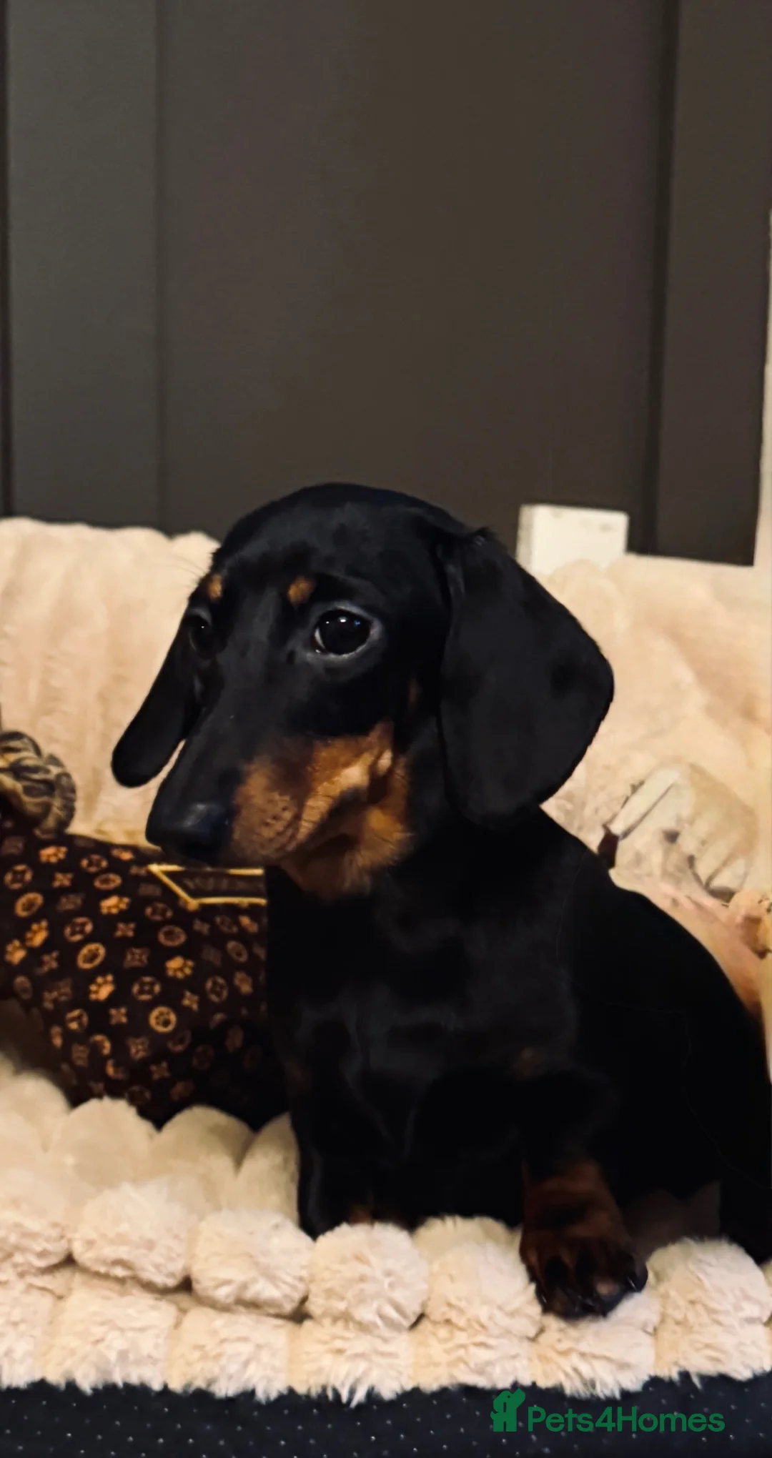 Miniature Dachshund dogs for sale: Beautiful KC Registered Bitch - Advert 1