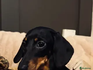 Miniature Dachshund dogs Beautiful KC Registered Bitch - Advert 8