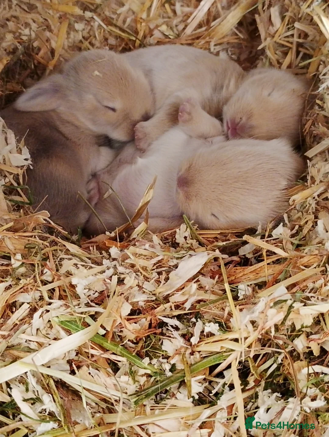 Mini Lop rabbits for sale: Mini lop gorgeous 😍 ✨️  - Advert 5