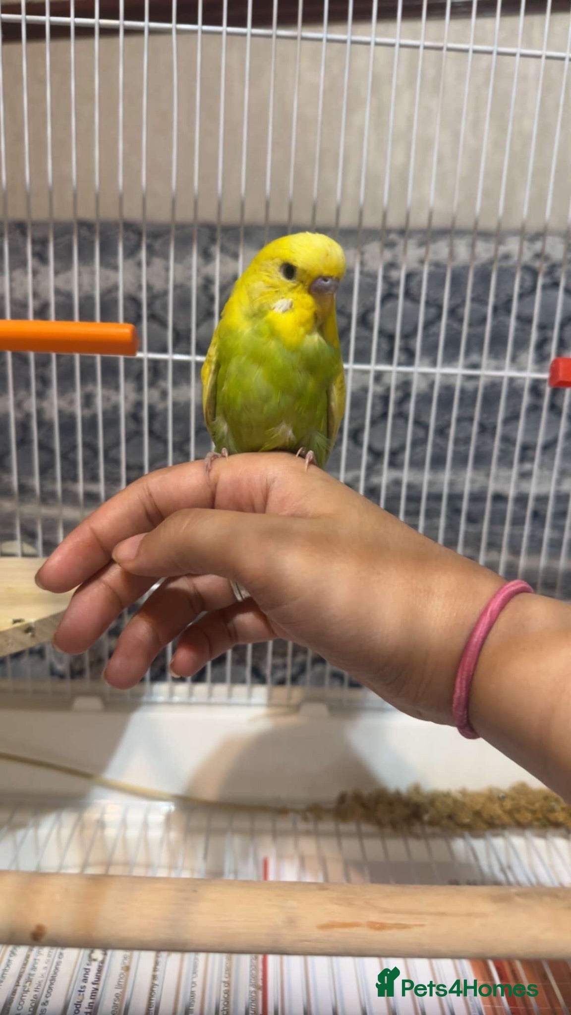 Budgerigars birds Baby budgie hand reared - Advert 16