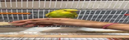 Budgerigars birds for sale: English budgie hand reared baby and older  - Advert 1