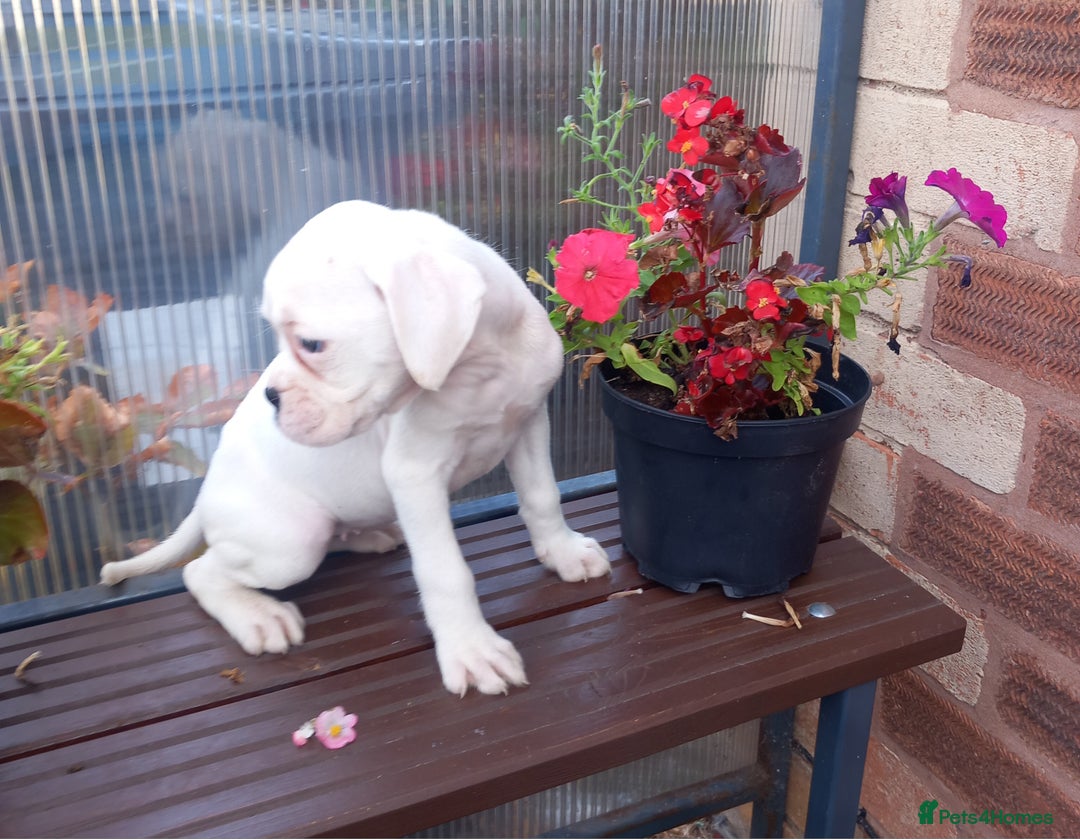 Boxer dogs for sale: KC Registered and ONLY 4 Left! See my 5* reviews - Image 18