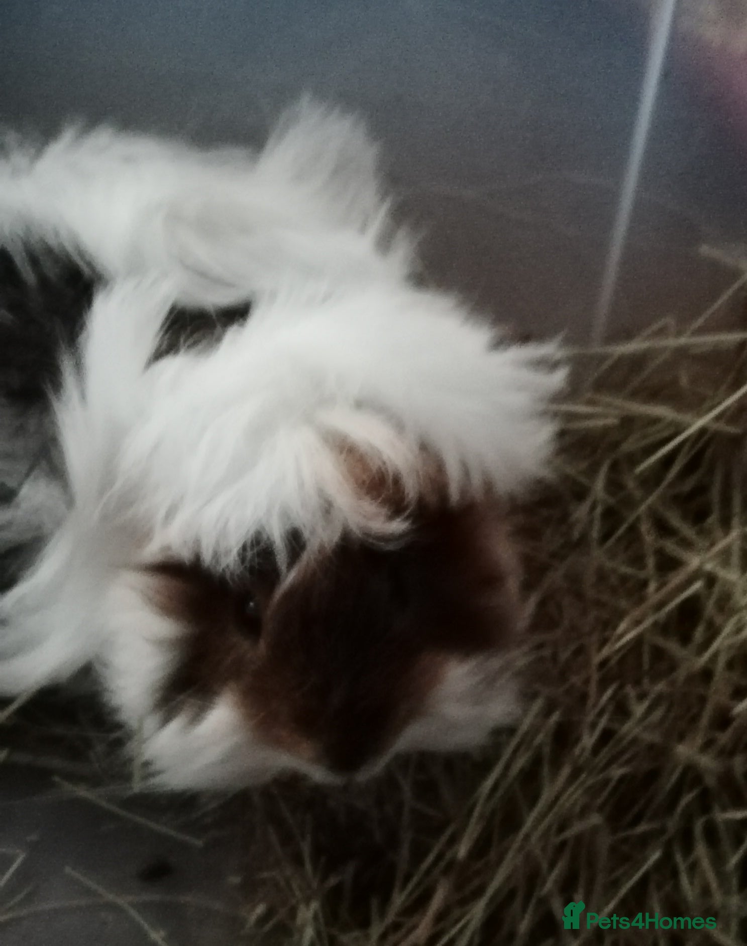 Guinea Pig rodents Baby Peruvian/Cross GuineaPigs Free 4 a Good Home - Advert 18