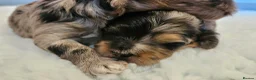 Maltipoo dogs for sale: Beautiful Blue Merle Maltipoos - Advert 3