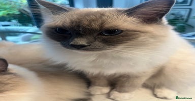 Ragdoll cats - Advert 9
