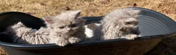 British Longhair cats for sale: GCCF kittens  - Advert 4