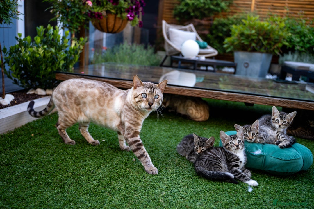 Bengal cats for sale: Gorgeous kittens, Wild-Patterned, Stunning Looks - Image 34